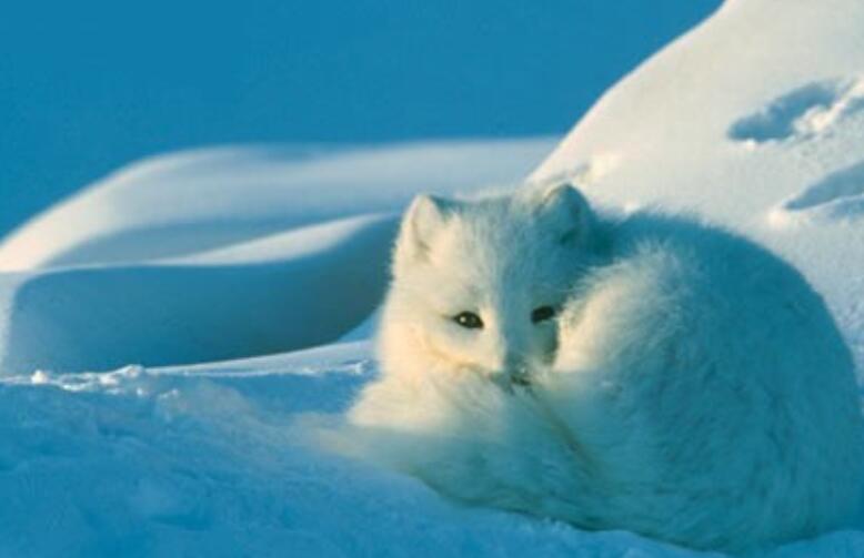 狐仙优美的古风句子文案