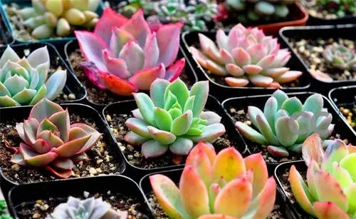 养多肉的心情说说文案