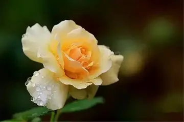 美到骨子里的古诗