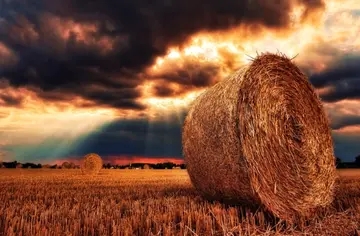 越来越喜欢独处的经典句子文案