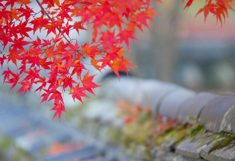 秋风的句子文案简短唯美