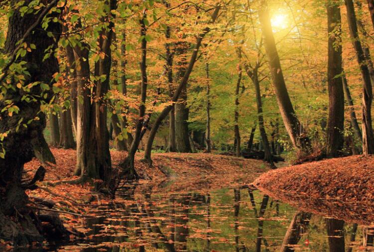 森林文艺句子文案