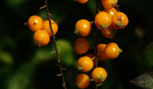 晒果实说说文案心情