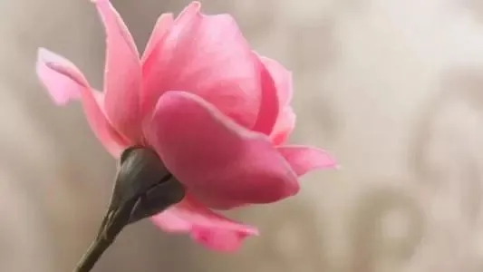 表达对逝去亲人的思念的诗句文案