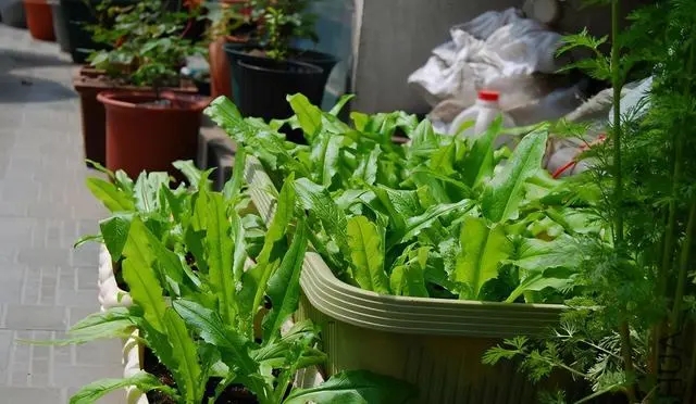 阳台种菜的朋友圈说说文案