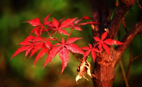 前世擦肩而过的唯美句子文案