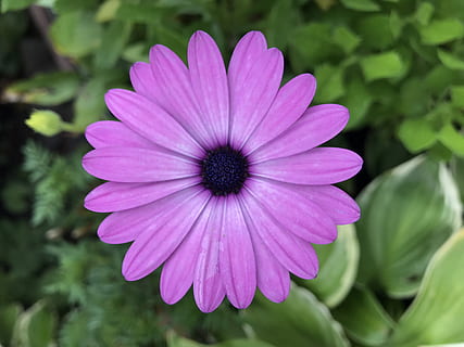 给中年女人早安的情话文案