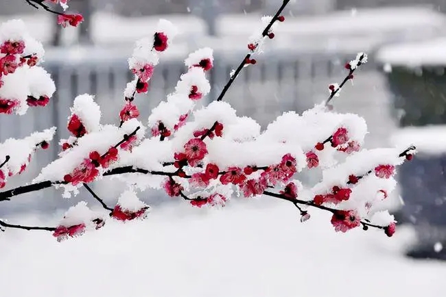 最经典的梅花诗词