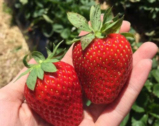 赞美草莓的优美句子文案