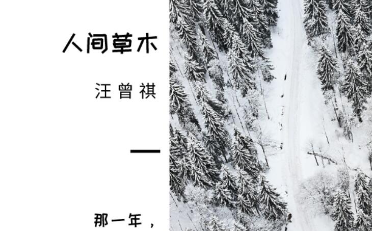 人间草木经典语录文案