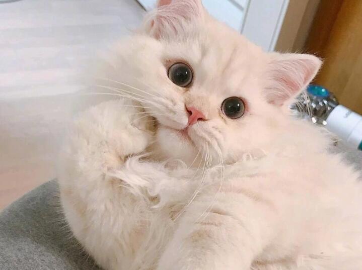 可爱俏皮的文案