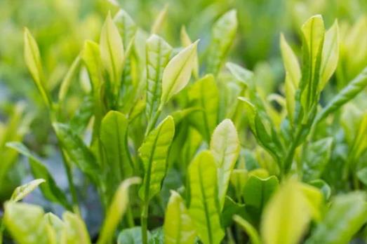 描写美好生活的古诗