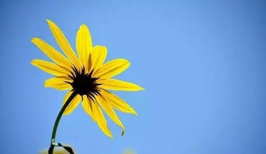 充满阳光的唯美句子文案