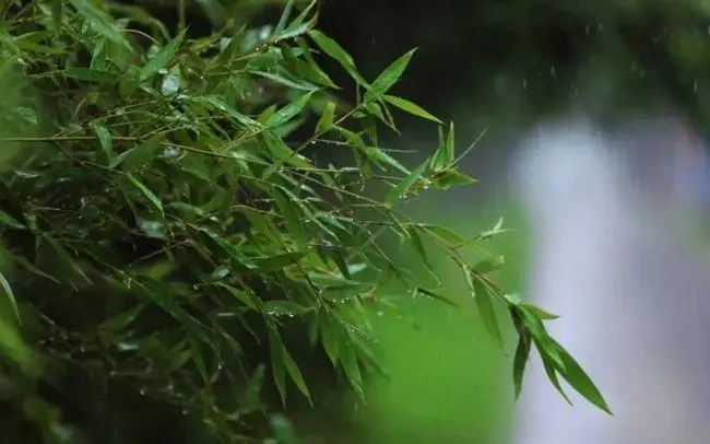 听风的诗句文案