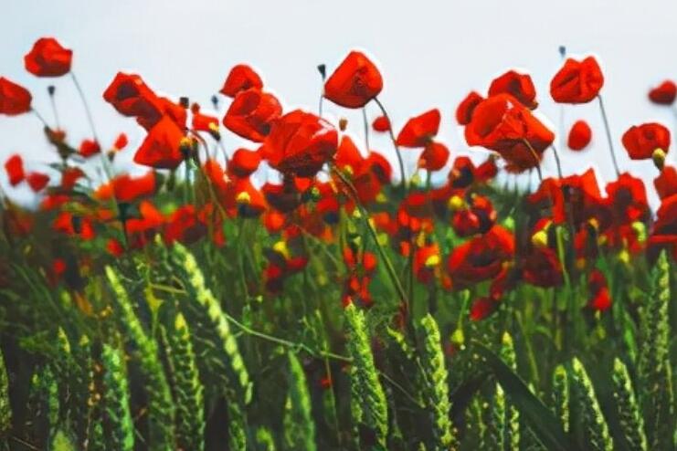 在感情上贪心的句子文案