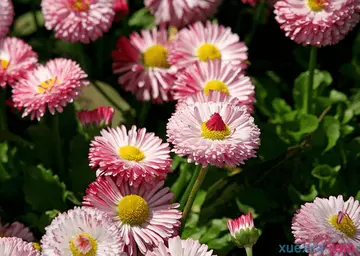 形容花漂亮唯美的诗句文案