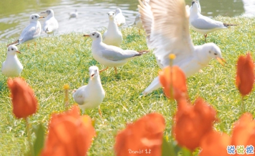 发朋友圈的开心的句子文案简短