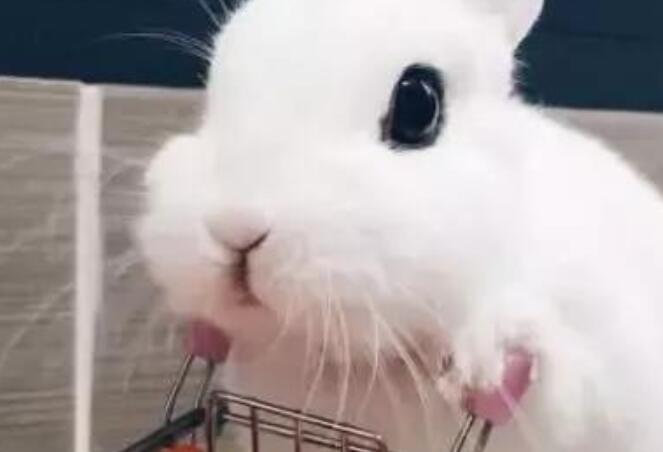 小白兔的外形特点描写