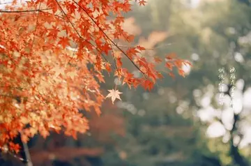 优美句子文案一千句十字