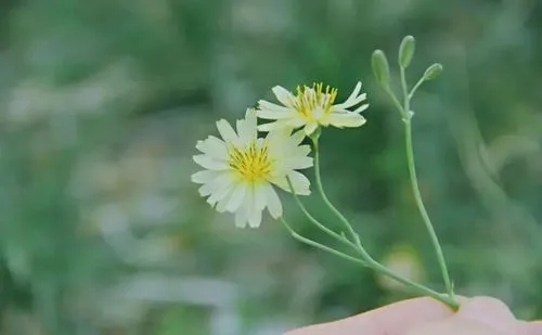 关于夏日的文艺句子文案