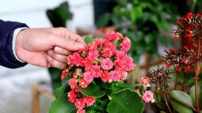 朋友圈晒花的心情短语