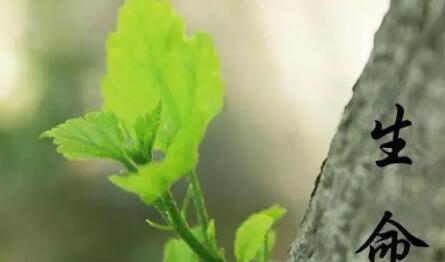 表示后悔的名句文案