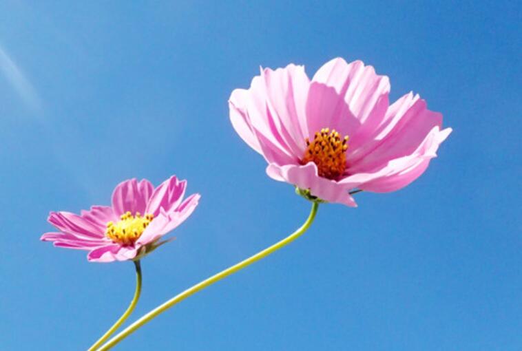 描写花开的过程的句子文案