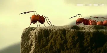 对比手法写一段话100