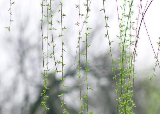 抖音大自然文案