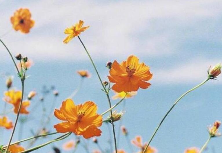 关于青春珍惜时间的句子文案