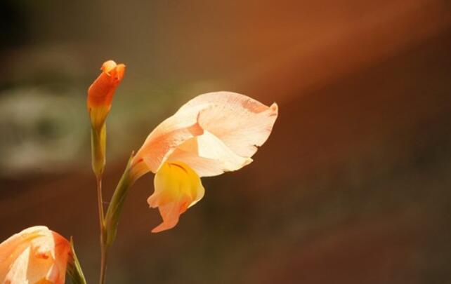 写心情的句子文案