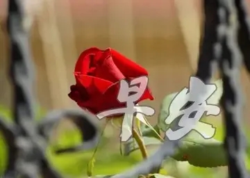 上班族正能量早安语录文案