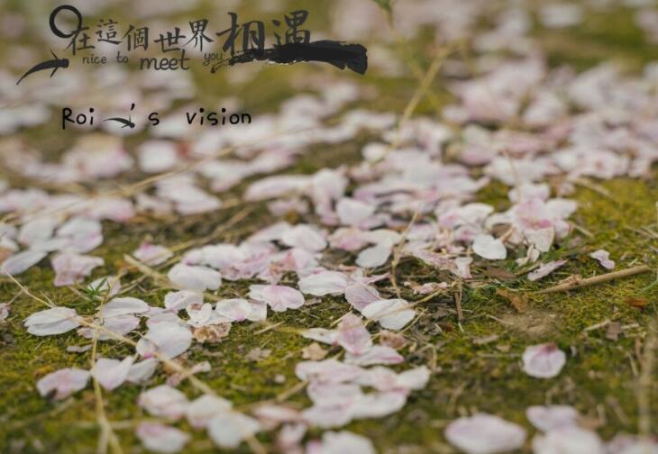 好词好句文案好段摘抄大全