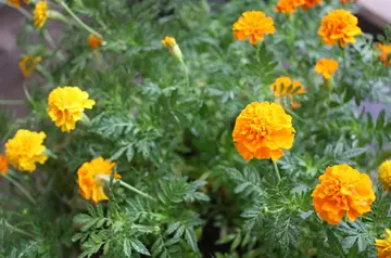 种植的心情语录文案