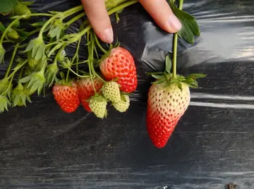 采摘乐趣的唯美句子文案