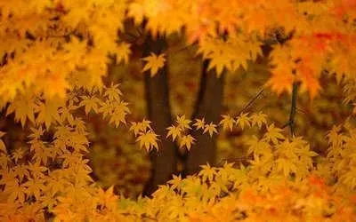 秋天的优美短句