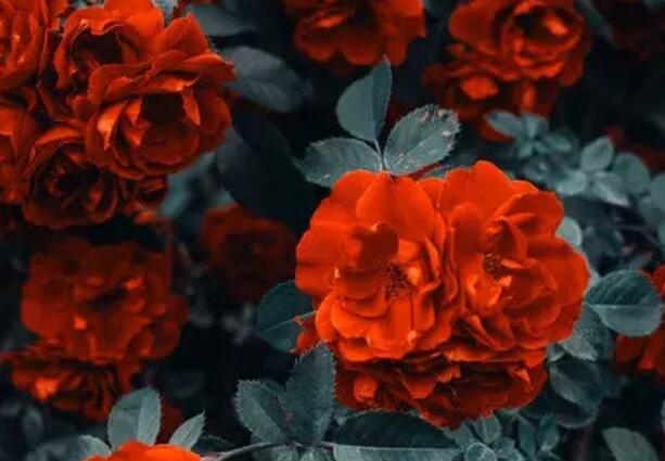 不懂珍惜不配拥有的句子文案