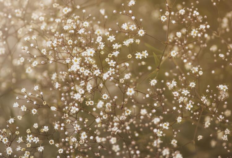 满天星的经典一句短句