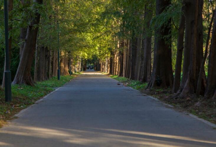 描写走在林荫小道上的句子文案