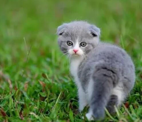 小猫的外貌描写100字