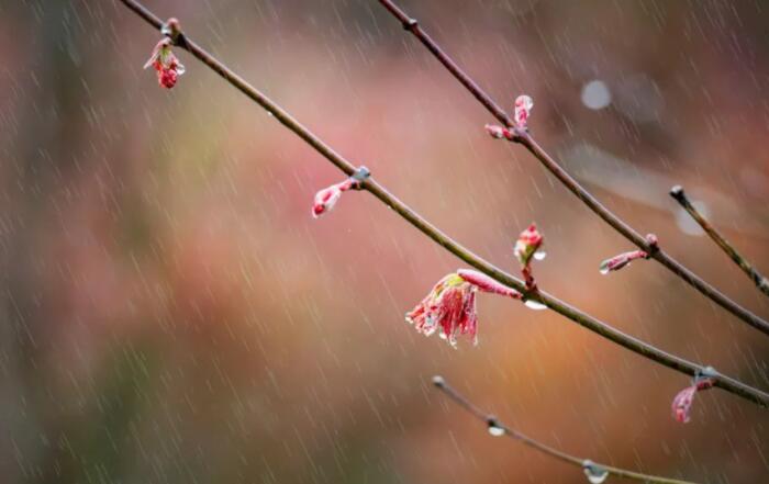 雨后的风景优美句子文案