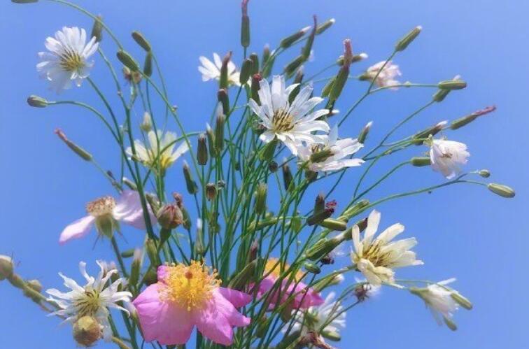 道理我都懂的句子文案