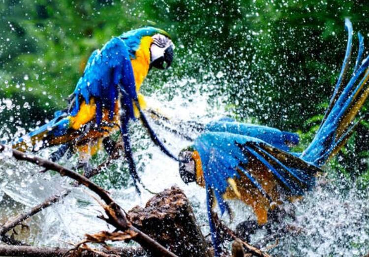 爱鸟周的宣传标语