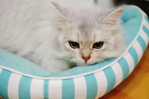 关于猫的治愈系简短句子文案