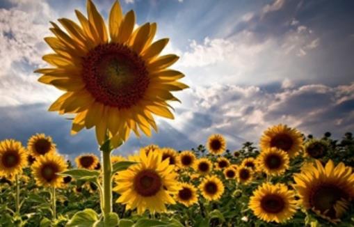 家长写给小学生的寄语