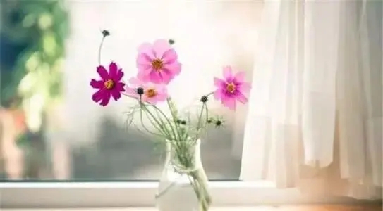 适合说早安的名言名句文案