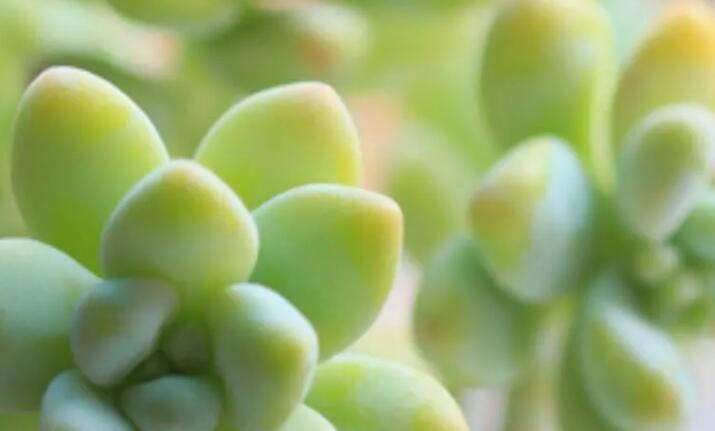 朋友圈晒多肉怎么配字