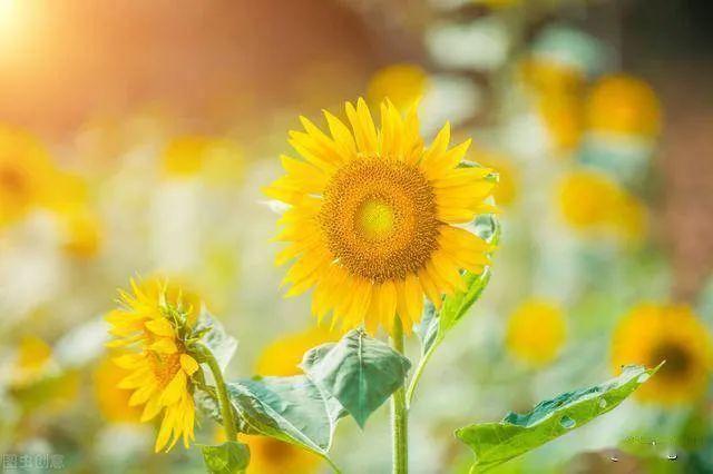 天气晴朗心情好的句子文案