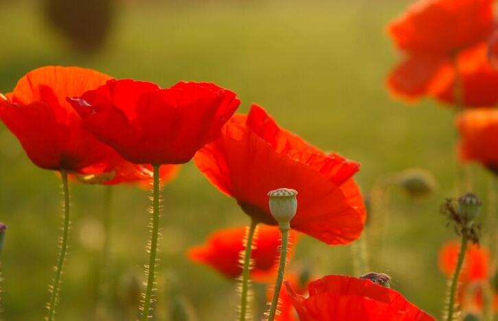 这一生只为你的句子文案