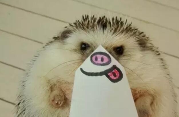 描写淡定搞笑的句子文案